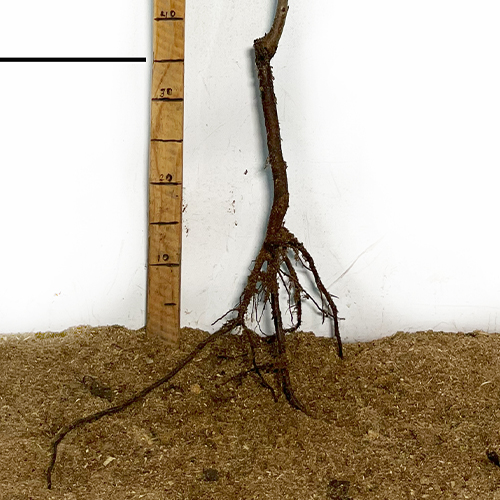 Саджанці черешні Тамара (привита) - 1-річний