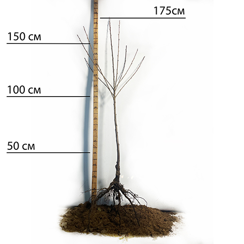 Саджанці черешні Тамара (привита) - 1-річний