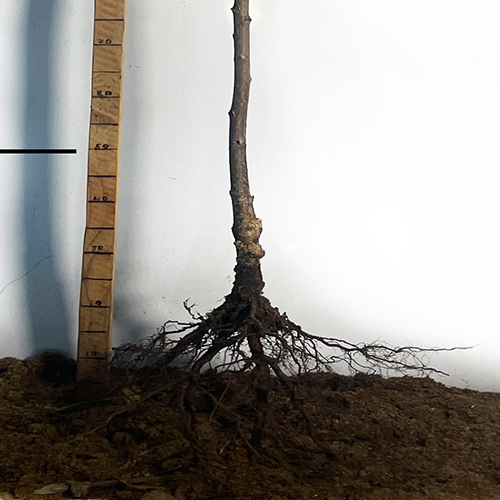 Саджанці черешні Валерій Чкалов (привита) - 2-річний