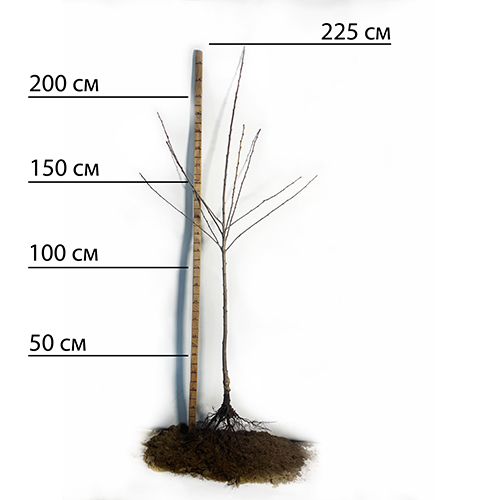 Саджанці черешні Валерій Чкалов (привита) - 2-річний