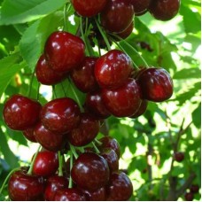 Саджанці черешні Апрелька (привитий) - 1-річний