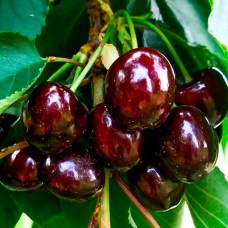 Саджанці черешні Блек Стар (привита) - 1-річний