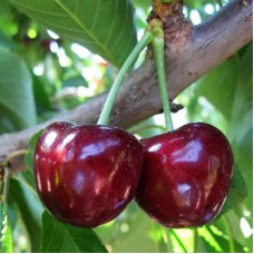 Саджанці черешні Биче Серце (привитий) - 1-річний