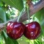 Саджанці черешні Биче Серце (привитий) - 1-річний