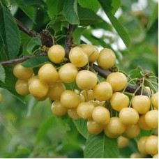 Саджанці черешні Денісена (привитий) - 1-річний