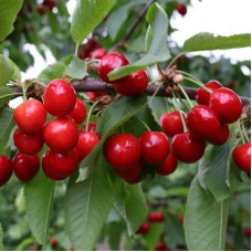 Саджанці черешні Донецька Красуня (привитий) - 1-річний