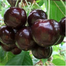 Саджанці черешні Донецьке Вугілля (привитий) - 1-річний