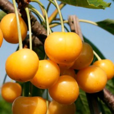 Саджанці черешні Драгана (привита) - 1-річний