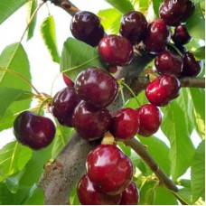 Саджанці черешні Ерлі Бігі (привитий) - 1-річний