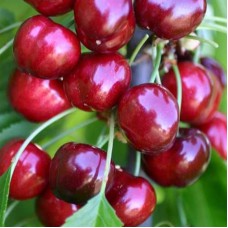Саджанці черешні Ерлі Лорі (привитий) - 1-річний