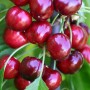Саджанці черешні Ерлі Лорі (привитий) - 2-річний