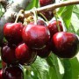 Саджанці черешні Ерлі Стар (привитий) - 2-річний