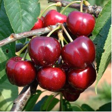 Саджанці черешні Фольфер (привитий) - 1-річний