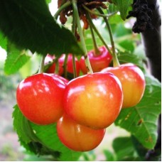 Саджанці черешні Франц Йосип (привитий) - 1-річний