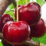 Саджанці черешні Гігант Ред (привитий) - 2-річний