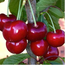 Саджанці черешні Грейс Стар (привитий) - 1-річний