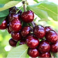 Саджанці черешні Канадський Гігант (привитий) - 1-річний