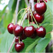 Саджанці черешні Корал (привитий) - 1-річний