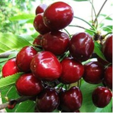 Саджанці черешні Кримська Нарядна (привитий) - 1-річний