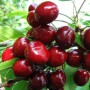 Саджанці черешні Кримська Нарядна (привитий) - 1-річний