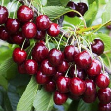Саджанці черешні Кримська Ошатна (привитий) - 1-річний