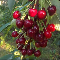 Саджанці черешні Китаївська Чорна (привитий) - 1-річний