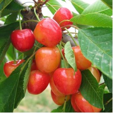 Саджанці черешні Легенда Млієва (привитий) - 1-річний