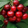 Саджанці черешні Майська (привитий) - 2-річний