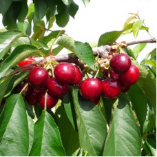 Саджанці черешні Німба (привитий) - 1-річний