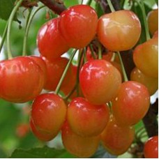 Саджанці черешні Райнер (привитий) - 1-річний