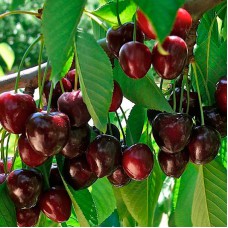 Саджанці черешні Роял Бейлі (привитий) - 1-річний
