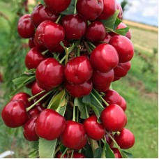 Саджанці черешні Роял Хелен (привитий) - 1-річний