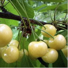 Саджанці черешні Розсошанська Золота (привитий) - 1-річний