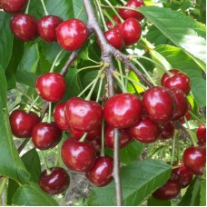 Саджанці черешні Рубінова (привитий) - 1-річний