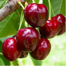 Саджанці черешні Сем (привитий) - 1-річний