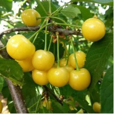 Саджанці черешні Старк Голд (привитий) - 1-річний