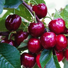 Саджанці черешні Світхарт (привита) - 1-річний