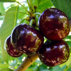 Саджанці черешні Тамара (привита) - 1-річний