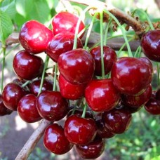 Саджанці черешні Техлован (привита) - 1-річний