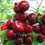 Саджанці черешні Тютчевка (привитий) - 2-річний
