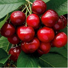 Саджанці черешні Травнева (привитий) - 1-річний