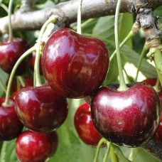 Саджанці черешні Валерій Чкалов (привита) - 1-річний
