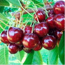 Саджанці черешні Василіса (привитий) - 1-річний