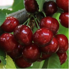 Саджанці черешні Василина (привитий) - 1-річний