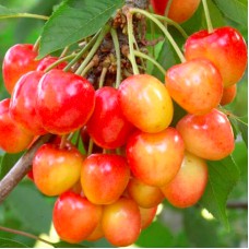 Саджанці черешні Вега (привитий) - 1-річний