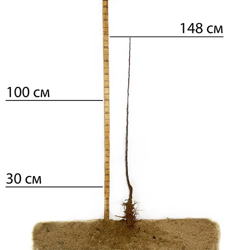 Саджанці яблуні Райське Яблучко (привитий) - 2-річний