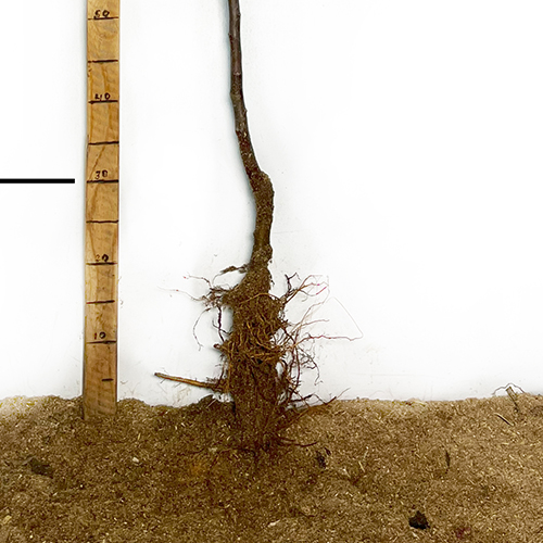 Саджанці яблуні Райське Яблучко (привитий) - 2-річний