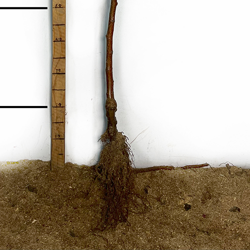Саджанці яблуні Чемпіон (привитий) - 2-річний