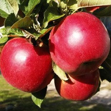 Саджанці яблуні Айдаред (привитий) - 1-річний