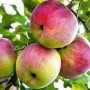 Саджанці яблуні Аксена (привитий) - 2-річний